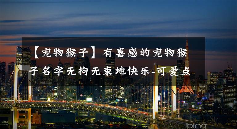 【宠物猴子】有喜感的宠物猴子名字无拘无束地快乐-可爱点