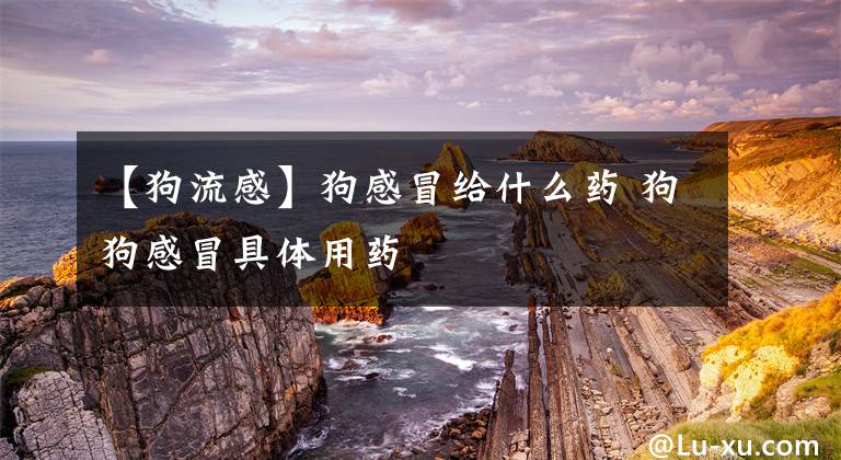 【狗流感】狗感冒给什么药 狗狗感冒具体用药