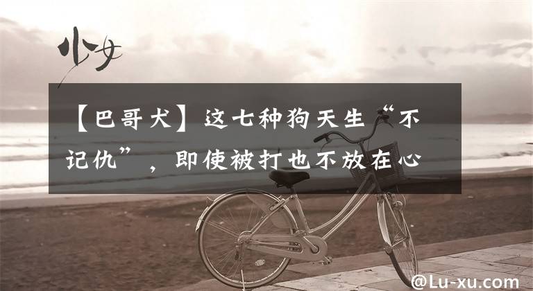 【巴哥犬】这七种狗天生“不记仇”,即使被打也不放在心上