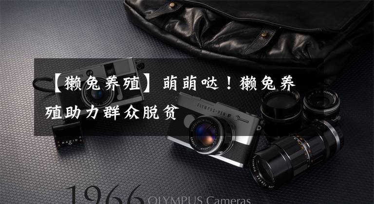 【獭兔养殖】萌萌哒!獭兔养殖助力群众脱贫