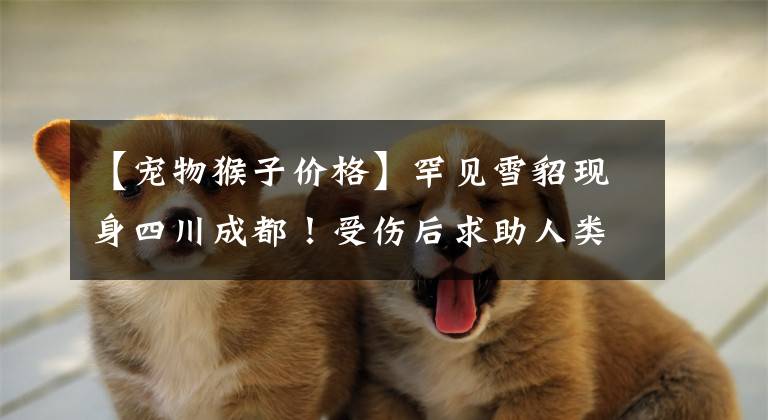 【宠物猴子价格】罕见雪貂现身四川成都！受伤后求助人类，为何说这并不是好事？