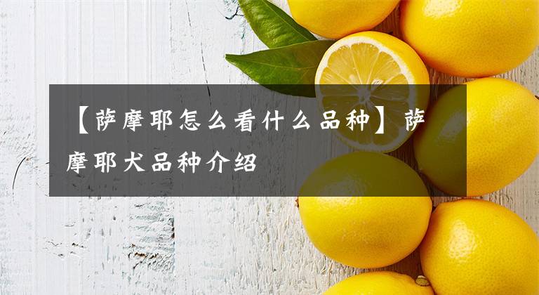 【萨摩耶怎么看什么品种】萨摩耶犬品种介绍