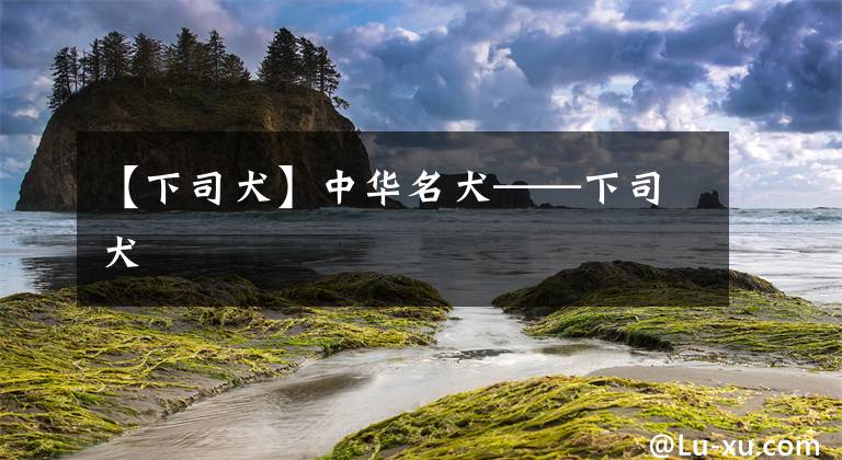 【下司犬】中华名犬——下司犬