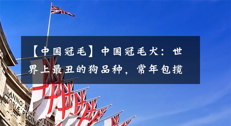 【中国冠毛】中国冠毛犬：世界上最丑的狗品种，常年包揽各种全球最丑冠军
