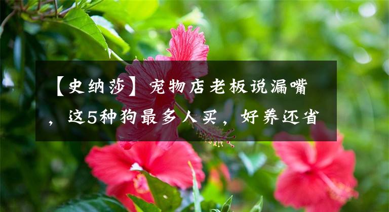 【史纳莎】宠物店老板说漏嘴，这5种狗最多人买，好养还省心