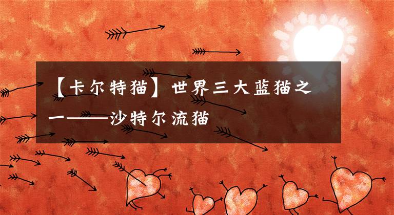 【卡尔特猫】世界三大蓝猫之一——沙特尔流猫