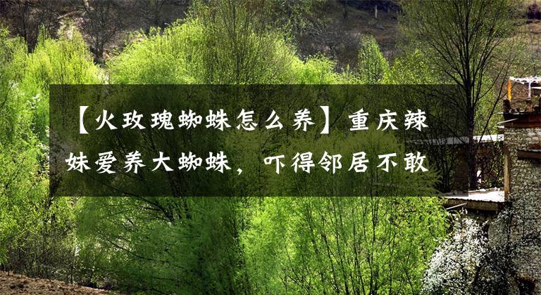 【火玫瑰蜘蛛怎么养】重庆辣妹爱养大蜘蛛,吓得邻居不敢来串门