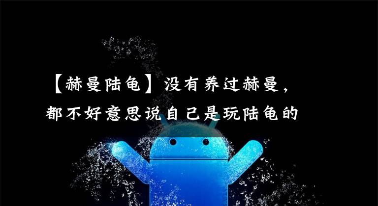 【赫曼陆龟】没有养过赫曼，都不好意思说自己是玩陆龟的，新手必备系列