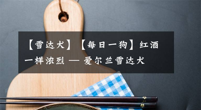 【雪达犬】【每日一狗】红酒一样浓烈 — 爱尔兰雪达犬