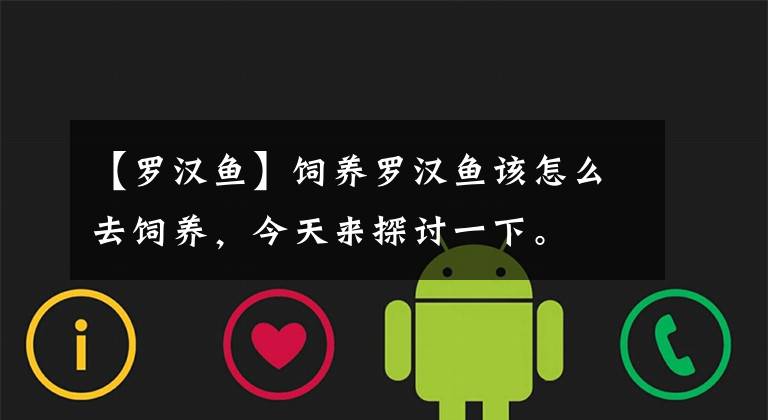 【罗汉鱼】饲养罗汉鱼该怎么去饲养,今天来探讨一下。