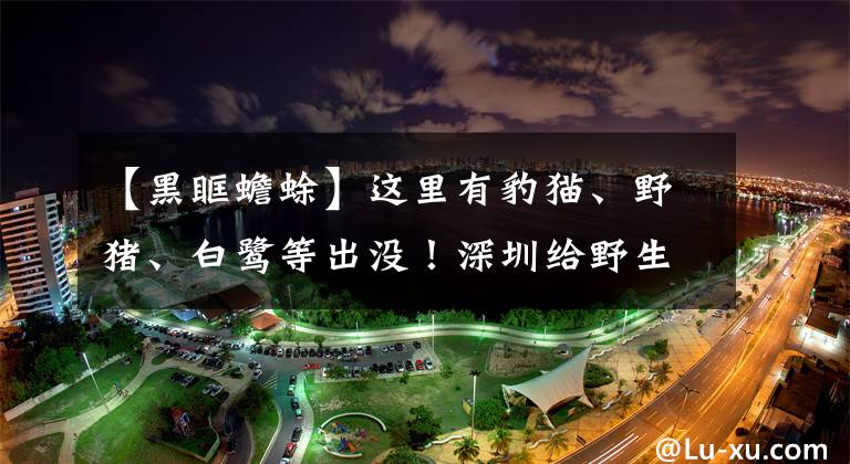 【黑眶蟾蜍】这里有豹猫、野猪、白鹭等出没！深圳给野生动物造了一座桥