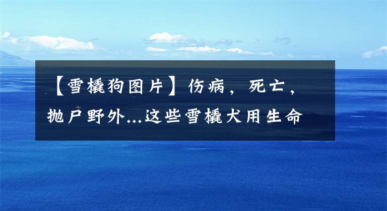 【雪橇狗图片】伤病，死亡，抛尸野外...这些雪橇犬用生命换来人类的冠军