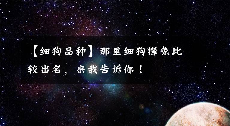 【细狗品种】那里细狗撵兔比较出名,来我告诉你!