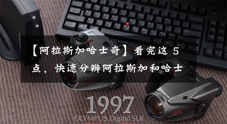 【阿拉斯加哈士奇】看完这 5 点，快速分辨阿拉斯加和哈士奇