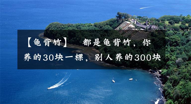 【龟背竹】​都是龟背竹，你养的30块一棵，别人养的300块，差别在哪里？