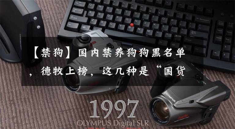 【禁狗】国内禁养狗狗黑名单，德牧上榜，这几种是“国货之光”