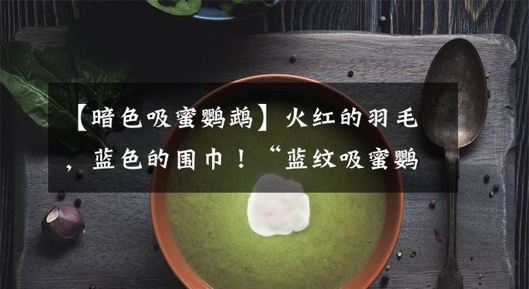 【暗色吸蜜鹦鹉】火红的羽毛，蓝色的围巾！“蓝纹吸蜜鹦鹉”