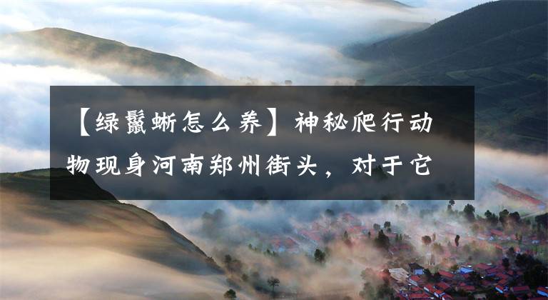 【绿鬣蜥怎么养】神秘爬行动物现身河南郑州街头，对于它的来源，专家是这样说的