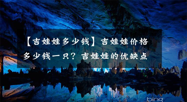 【吉娃娃多少钱】吉娃娃价格多少钱一只？吉娃娃的优缺点是什么？