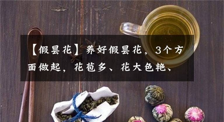 【假昙花】养好假昙花，3个方面做起，花苞多、花大色艳、漂亮惊艳开爆盆