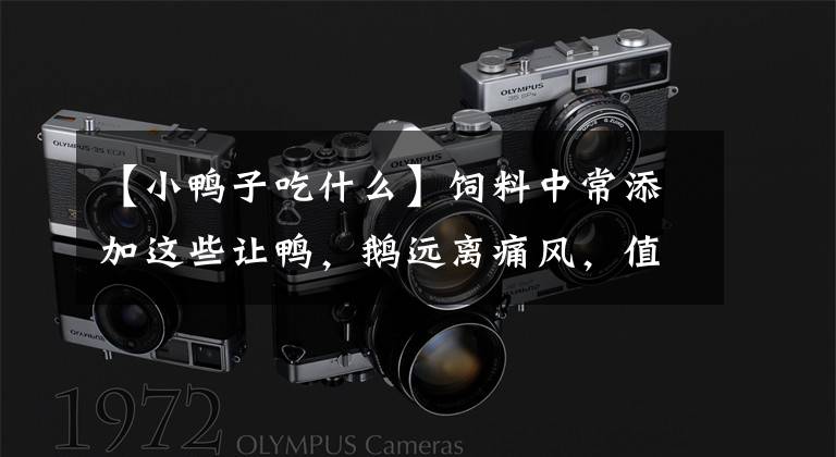 【小鸭子吃什么】饲料中常添加这些让鸭，鹅远离痛风，值得收藏