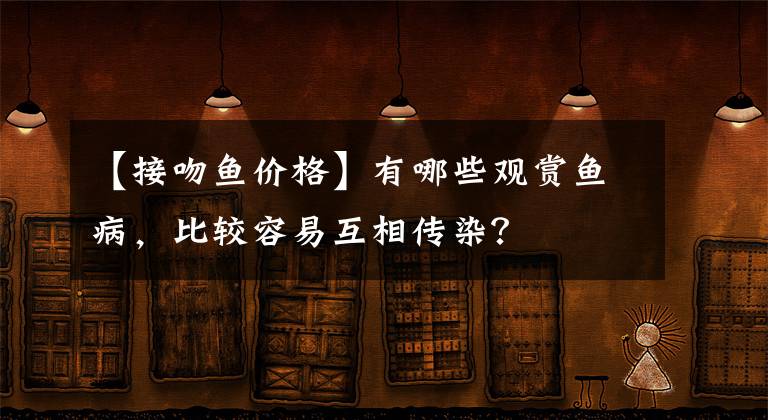 【接吻鱼价格】有哪些观赏鱼病,比较容易互相传染?