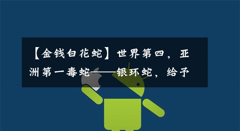 【金钱白花蛇】世界第四,亚洲第一毒蛇——银环蛇,给予世界上最温柔的死法