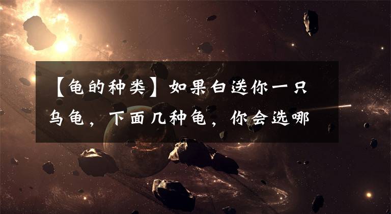 【龟的种类】如果白送你一只乌龟，下面几种龟，你会选哪一种？「龟谷鳖老」