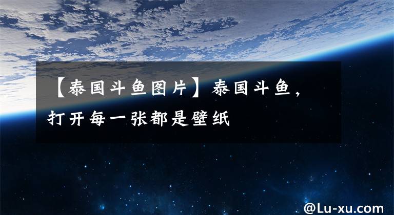 【泰国斗鱼图片】泰国斗鱼,打开每一张都是壁纸