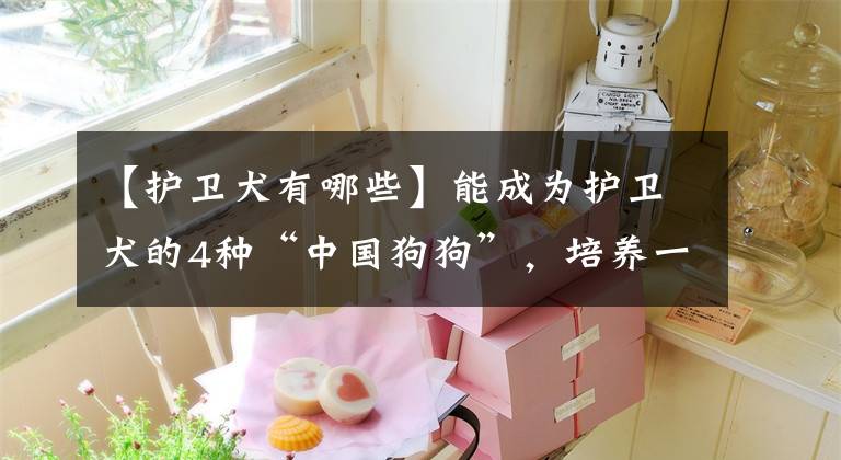 【护卫犬有哪些】能成为护卫犬的4种“中国狗狗”，培养一只不后悔！