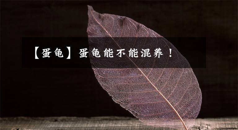 【蛋龟】蛋龟能不能混养！