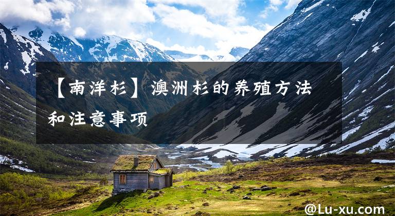 【南洋杉】澳洲杉的养殖方法和注意事项