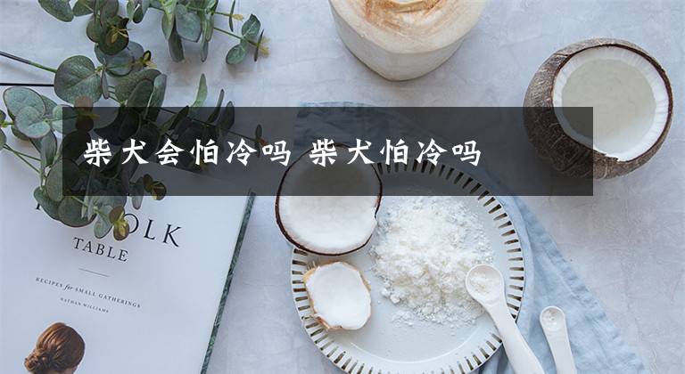 柴犬会怕冷吗 柴犬怕冷吗