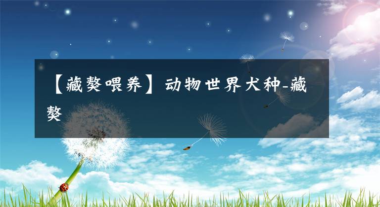 【藏獒喂养】动物世界犬种-藏獒