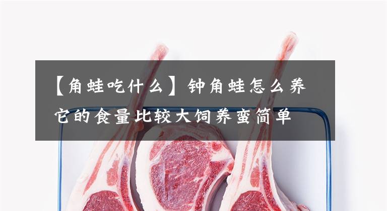 【角蛙吃什么】钟角蛙怎么养 它的食量比较大饲养蛮简单