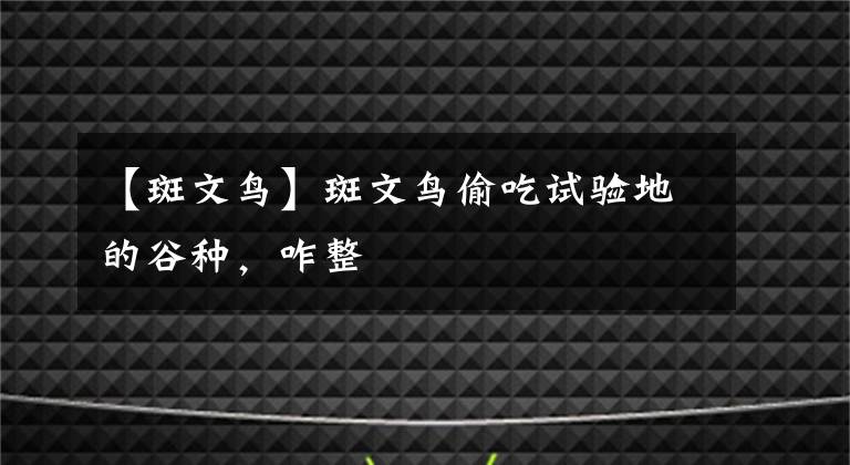 【斑文鸟】斑文鸟偷吃试验地的谷种，咋整
