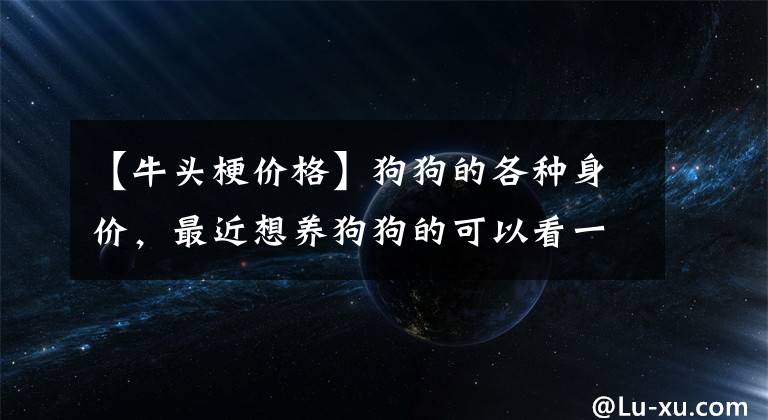 【牛头梗价格】狗狗的各种身价,最近想养狗狗的可以看一下