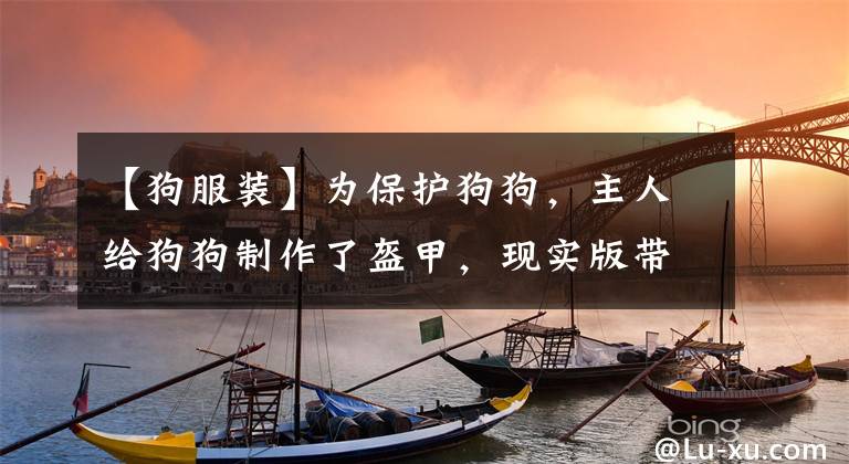 【狗服装】为保护狗狗，主人给狗狗制作了盔甲，现实版带刺的玫瑰？