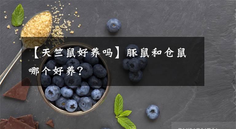 【天竺鼠好养吗】豚鼠和仓鼠哪个好养？