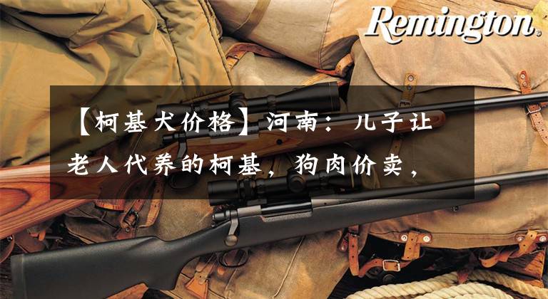 【柯基犬价格】河南：儿子让老人代养的柯基，狗肉价卖，老人：要是杀狗的我不卖