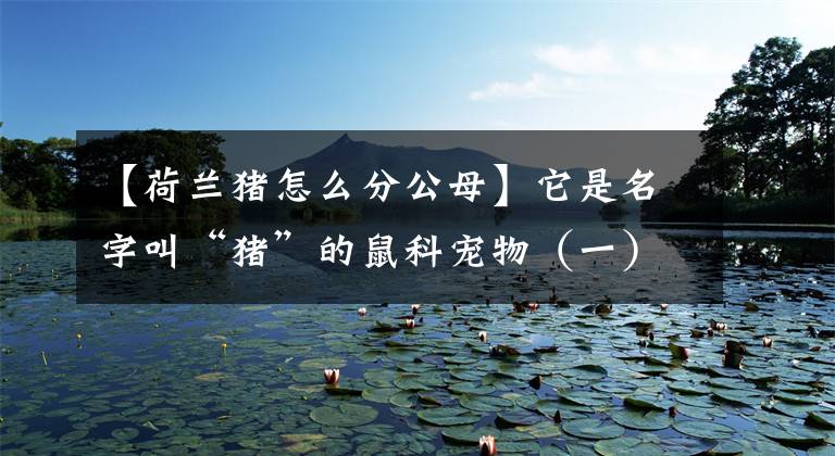 【荷兰猪怎么分公母】它是名字叫“猪”的鼠科宠物（一）