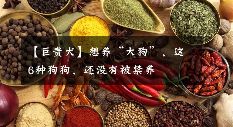 【巨贵犬】想养“大狗”，这6种狗狗，还没有被禁养