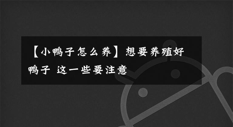【小鸭子怎么养】想要养殖好鸭子 这一些要注意