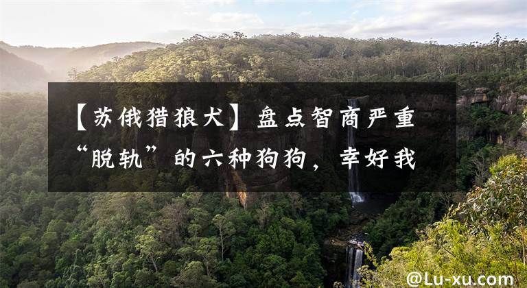 【苏俄猎狼犬】盘点智商严重“脱轨”的六种狗狗，幸好我喜欢的狗不在榜上