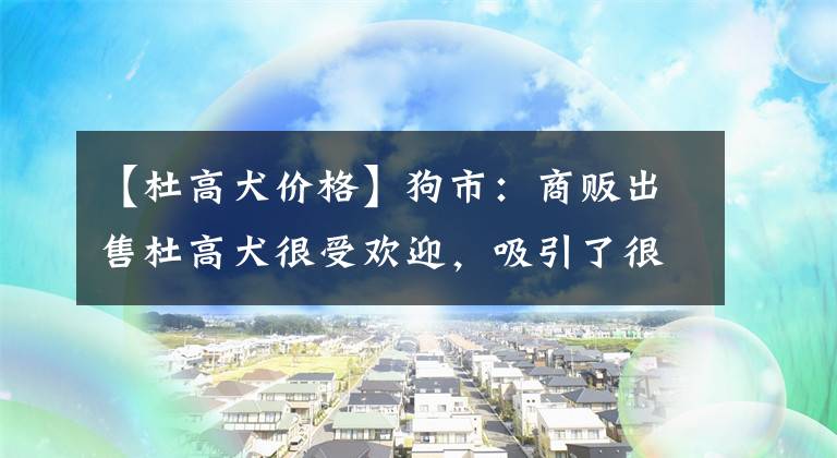 【杜高犬价格】狗市:商贩出售杜高犬很受欢迎,吸引了很多围观者!