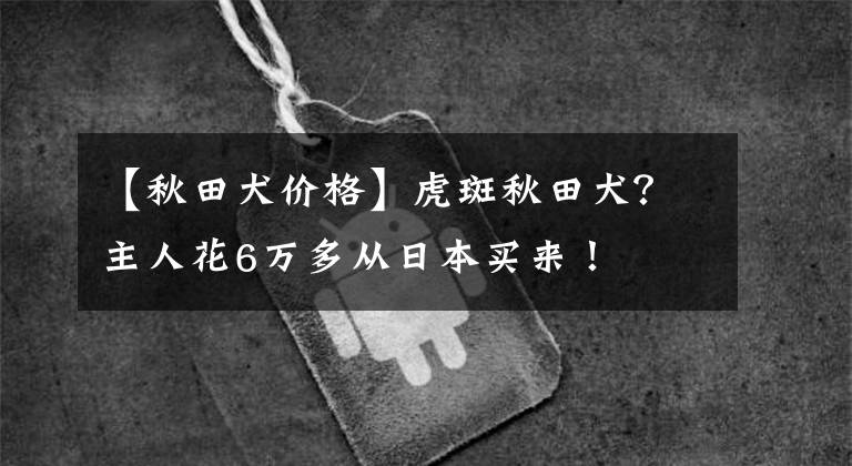 【秋田犬价格】虎斑秋田犬？主人花6万多从日本买来！