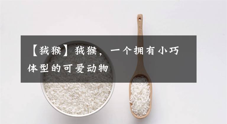 【狨猴】狨猴，一个拥有小巧体型的可爱动物