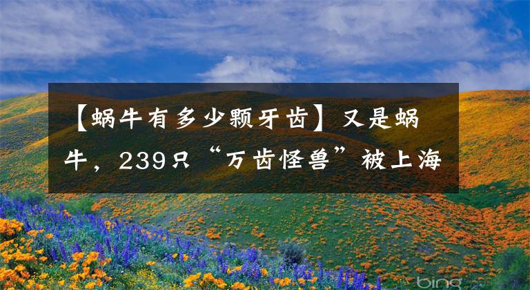 【蜗牛有多少颗牙齿】又是蜗牛，239只“万齿怪兽”被上海海关截获，蜗牛破坏力有多强
