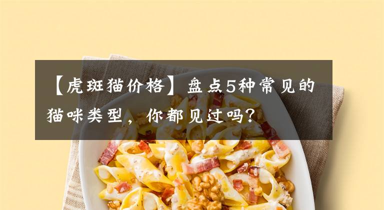 【虎斑猫价格】盘点5种常见的猫咪类型，你都见过吗？