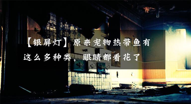 【银屏灯】原来宠物热带鱼有这么多种类，眼睛都看花了